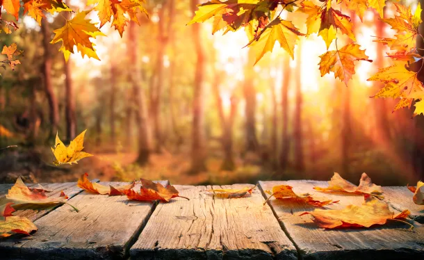 l'automne saison préférée 
