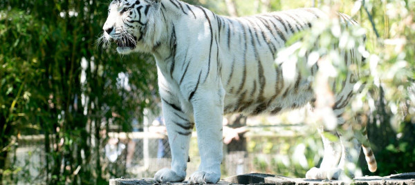 Codes promos et réductions TOUROPARC