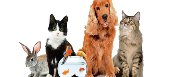 Codes promos et réductions WANIMO