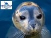 Code promo et bon de réduction Seaquarium Le Grau Du roi Le Grau-du-Roi : -10% sur le ticket global plein tarif.  Valable 7j/7 *