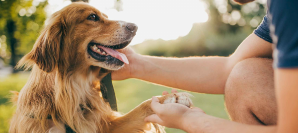 Jeu et concours A TOUT CHAT ET CHIEN à Ifs et Bayeux (14) vous offre un cours d'éducation canine !