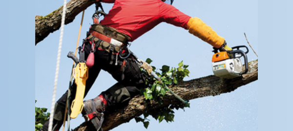 Jeu et concours Jeu Concours Pironnet Paysage : Gagnez 50€ pour vos Travaux d'Élagage ou vos Plantes Préférées