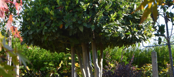 Jeu et concours Tentez de gagner une carte cadeau d'une valeur de 50€ chez Direct Végétal ! (28)