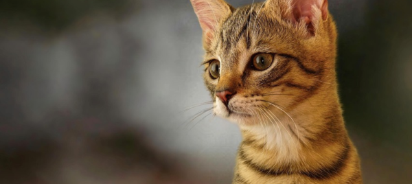 Jeu et concours GRAND JEU MEDOR ET COMPAGNIE MOZAC (63) - JOUEZ ET TENTEZ DE GAGNER 20 % de remise sur l'achat des croquettes chat et un cadeau!