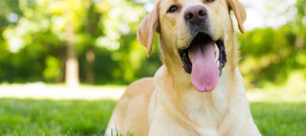Jeu et concours GRAND JEU MEDOR ET CIE MOZAC (63) - Gagnez des remises sur les pâtés pour chat et chien !