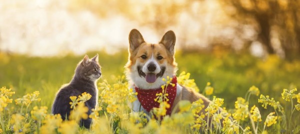 Codes promos et réductions A TOUT CHAT ET CHIEN