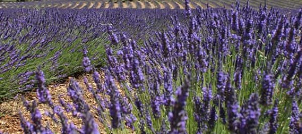 Codes promos et réductions LAVANDAÏS EN PROVENCE