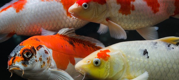 Codes promos et réductions KOI BY KOI