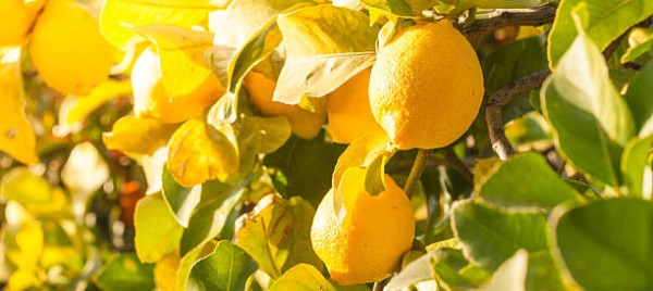 Codes promos et réductions AU PAYS DU CITRON