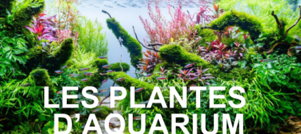 Codes promos et réductions AMMANNIA