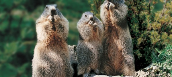 Codes promos et réductions PARC ANIMALIER DES PYRÉNÉES D'ARGELÈS-GAZOST