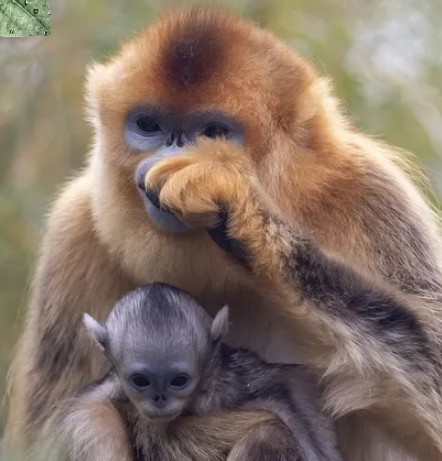 ZOOPARC BEAUVAL