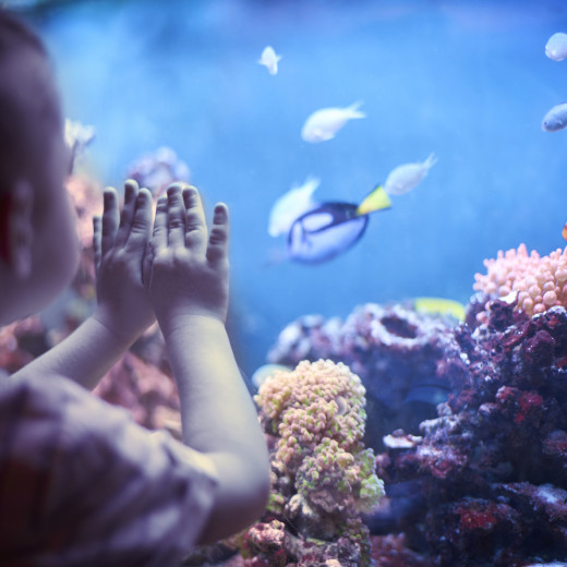 Codes promos et réductions Bao Aquarium 