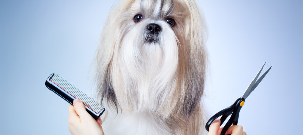 Bon De Réduction A Tout Chat Et Chien Gonfreville Lorcher